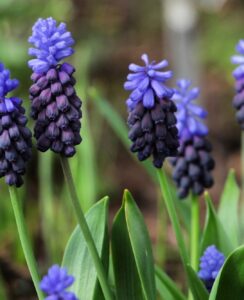 Muscari Latifolium