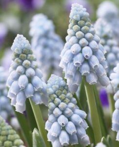 Muscari Valerie Finnis