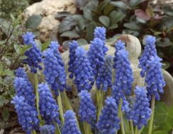 Muscari Armeniacum