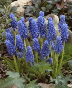 Muscari Armeniacum