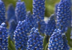 Muscari Dark Eyes