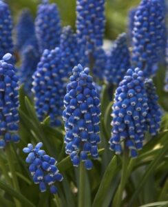 Muscari Dark Eyes