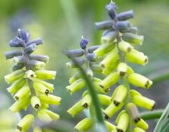 Muscari Golden Fragrance