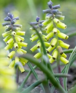Muscari Golden Fragrance