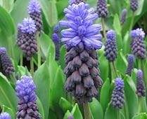 Muscari Latifolium