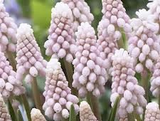 Muscari Pink Sunrise