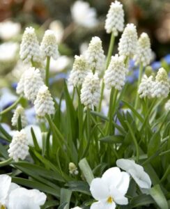 Muscari Siberian Tiger