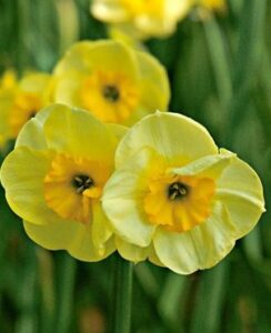 Narcissus Sun Disc