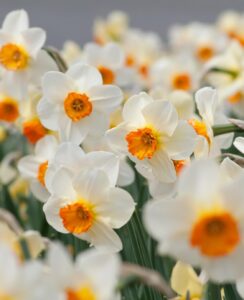 Narcissus Barrett Browning