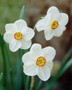 Narcissus Actaea