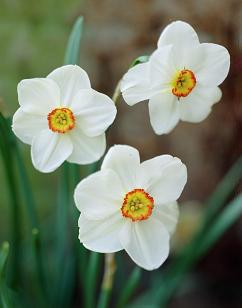 Narcissus Actaea