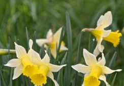 Narcissus Lobularis (pseudonarcissus)