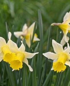 Narcissus Lobularis (pseudonarcissus)