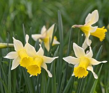 Narcissus Lobularis (pseudonarcissus)