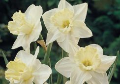 Daffodil Mount Hood