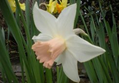 Narcissus Pink Smile