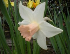 Narcissus Pink Smile