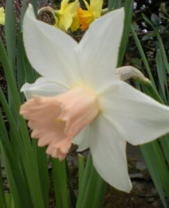 Narcissus Pink Smile