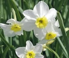 Narcissus Segovia