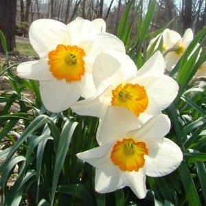 Narcissus Sempre Avanti Narcissus Sempre Avanti