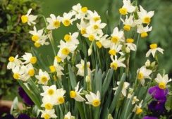 5 Free Narcissus Canaliculatus