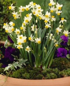 Narcissus Canaliculatus