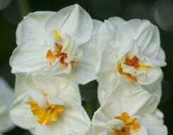 Narcissus Cheerfulness