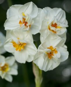 Narcissus Cheerfulness