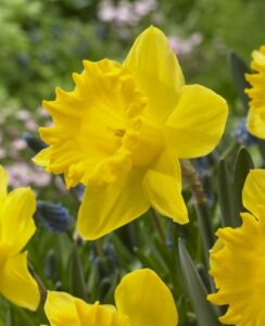 Daffodil Dutch Master