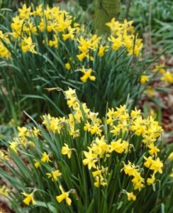 Narcissus February Gold