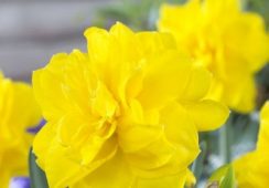 Narcissus Golden Ducat