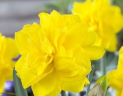 Narcissus Golden Ducat