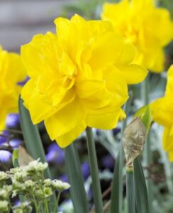 Narcissus Golden Ducat