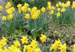 Daffodil Golden Harvest