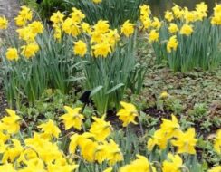 Daffodil Golden Harvest