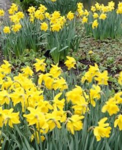 Daffodil Golden Harvest