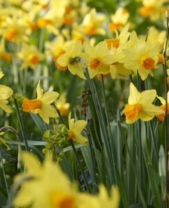 Narcissus Jetfire