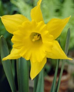 Daffodil King Alfred