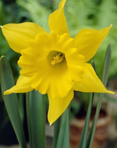 Daffodil King Alfred