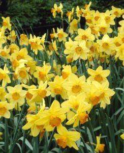 Narcissus Red Devon
