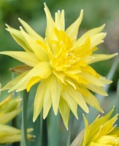 Narcissus Rip Van Winkle