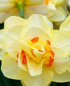 Narcissus Tahiti