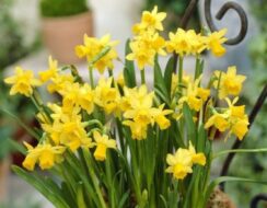 Narcissus Tete a Tete