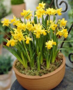 Narcissus Tete a Tete