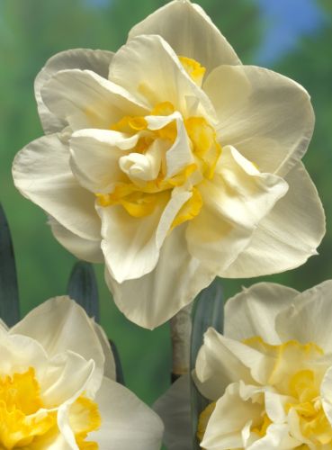 Narcissus White Lion