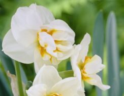 Narcissus Sir Winston Churchill