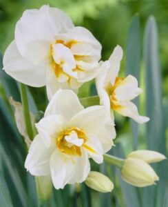Narcissus Sir Winston Churchill