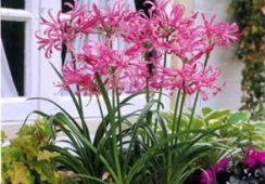 Nerine Bowdenii