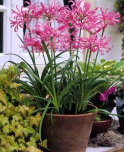 Nerine Bowdenii
