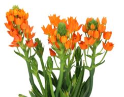 Ornithogalum Dubium